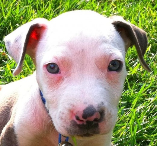 este es mi perrito aquiles no se q tan fino sea pero me gusta mucho x su color y sus ojos azules ademas es muy bravo